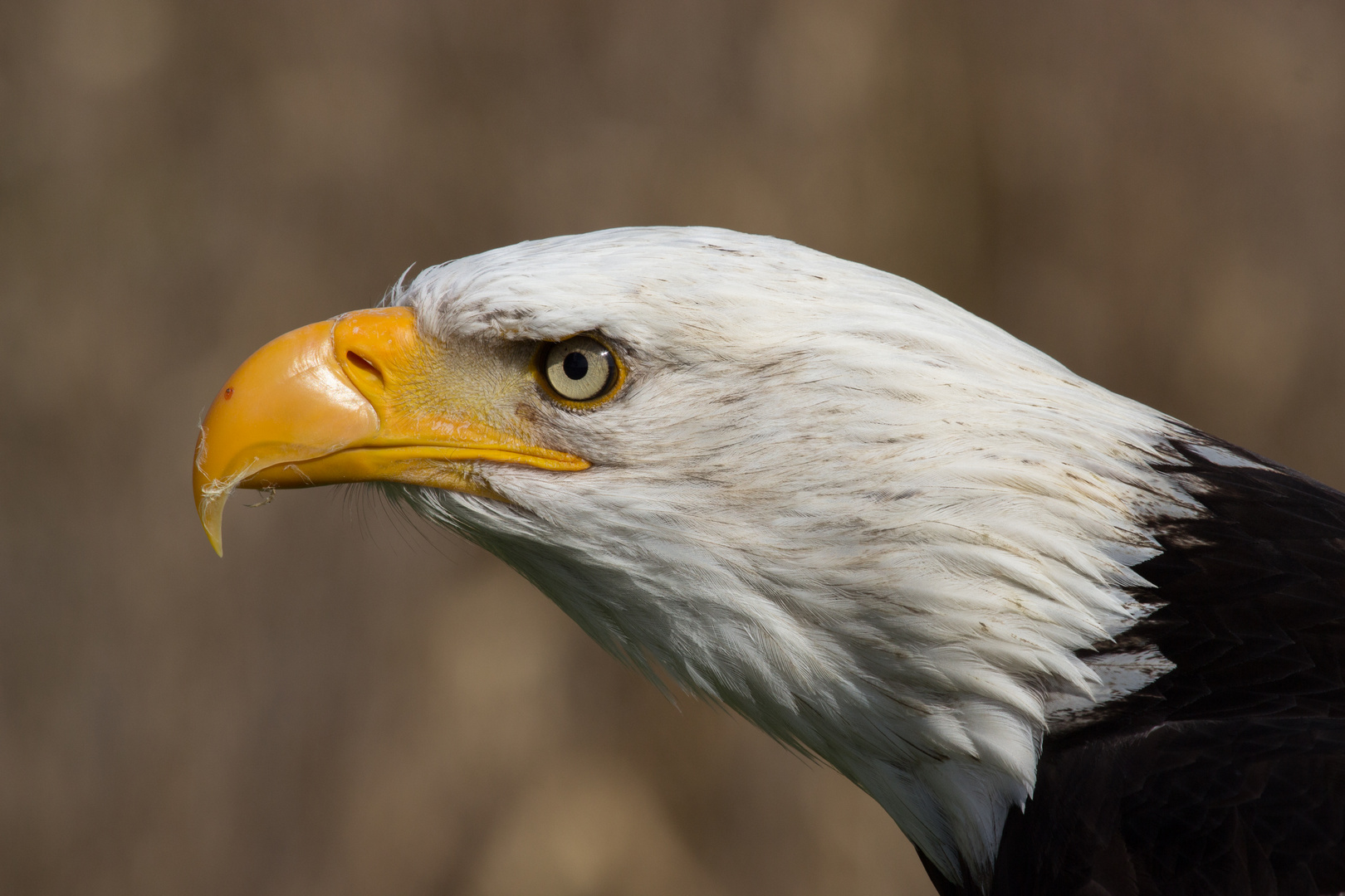 Weißkopfseeadler Portrait