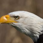 Weißkopfseeadler Portrait