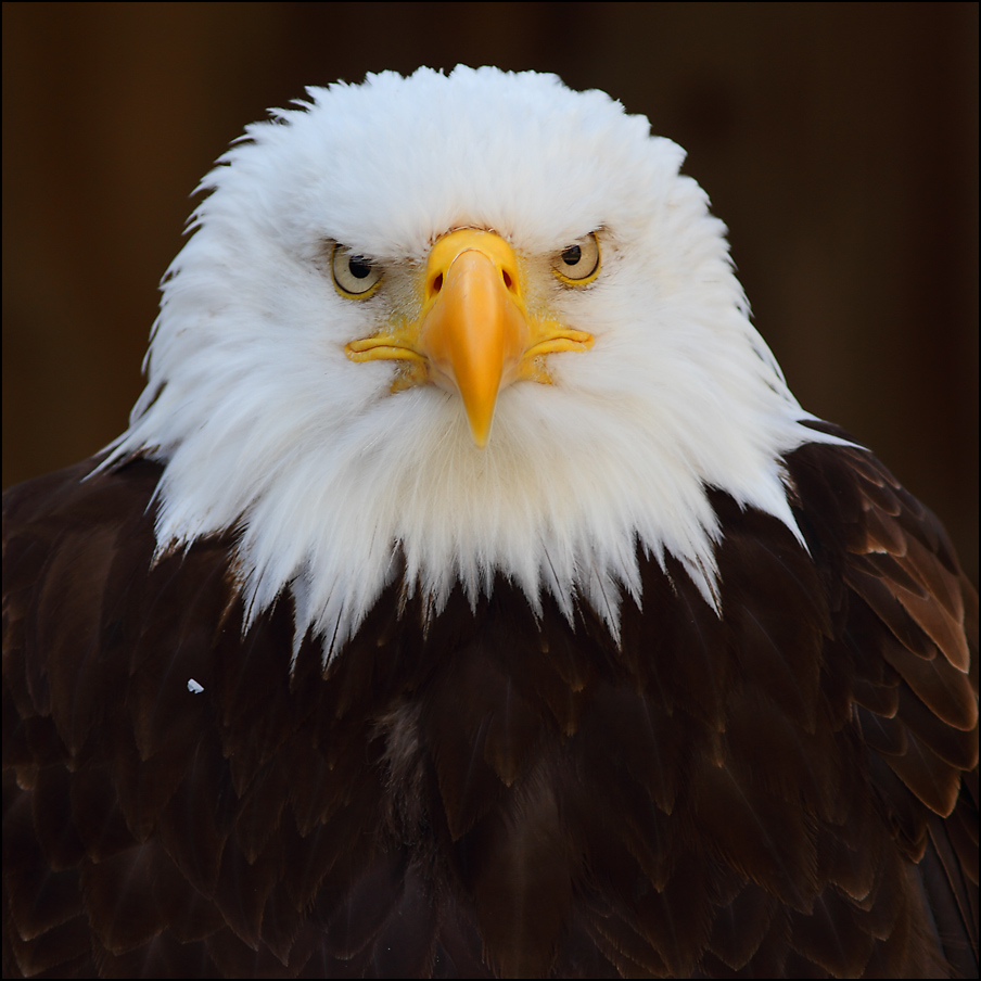 Weißkopfseeadler Portrait