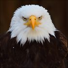 Weißkopfseeadler Portrait