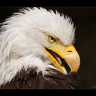 Weißkopfseeadler (Portrait)