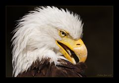 Weißkopfseeadler (Portrait)