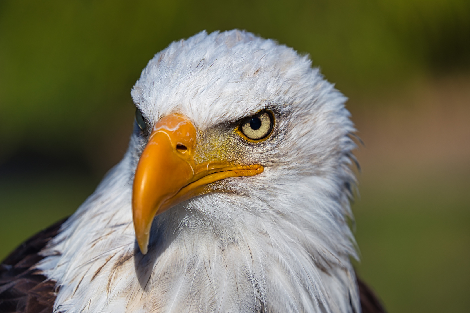 Weißkopfseeadler - Portrait