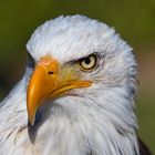 Weißkopfseeadler - Portrait