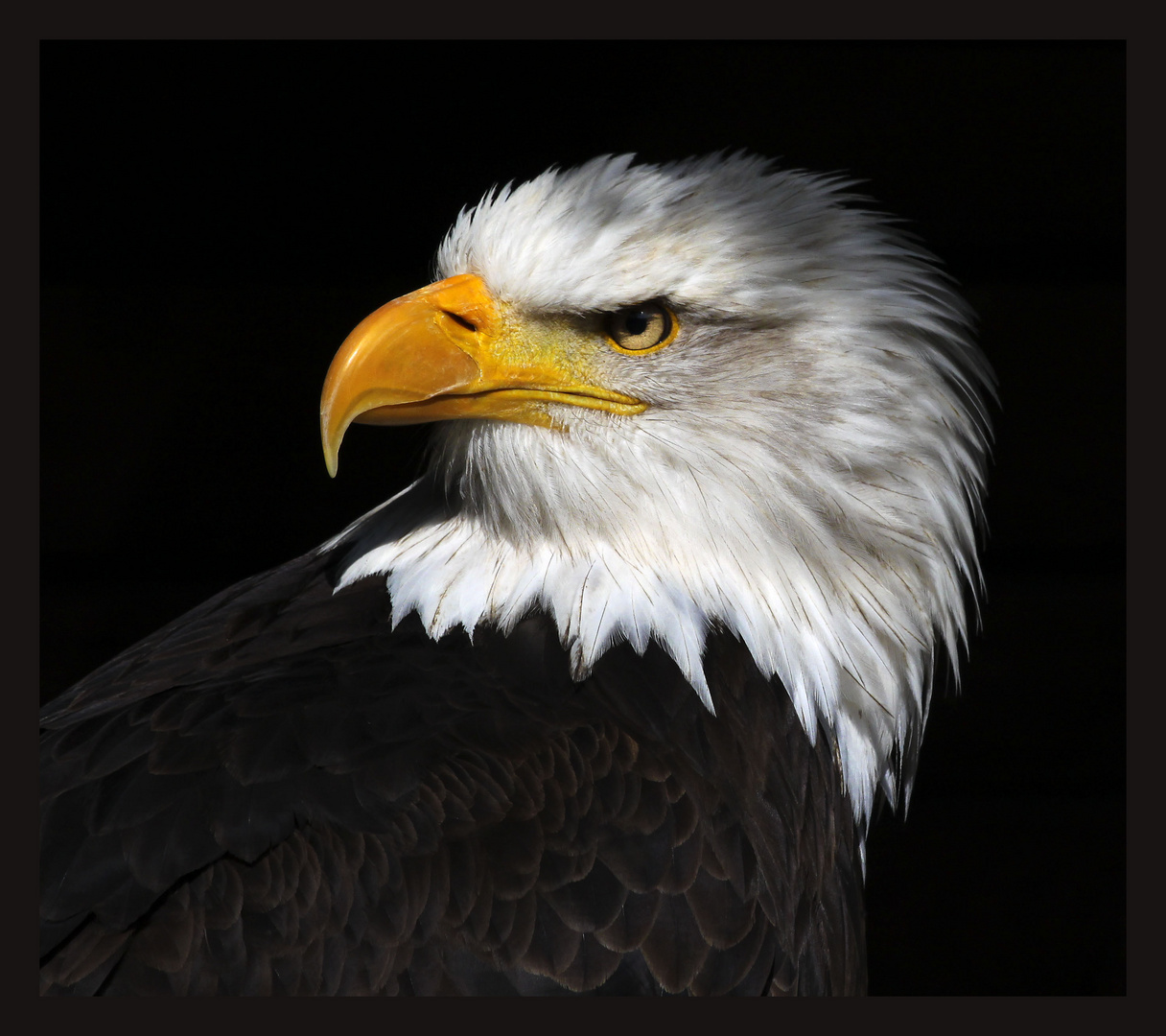 Weißkopfseeadler Portrait 1