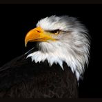 Weißkopfseeadler Portrait 1