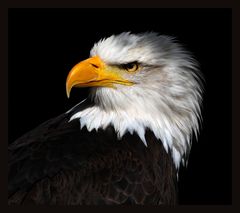 Weißkopfseeadler Portrait 1