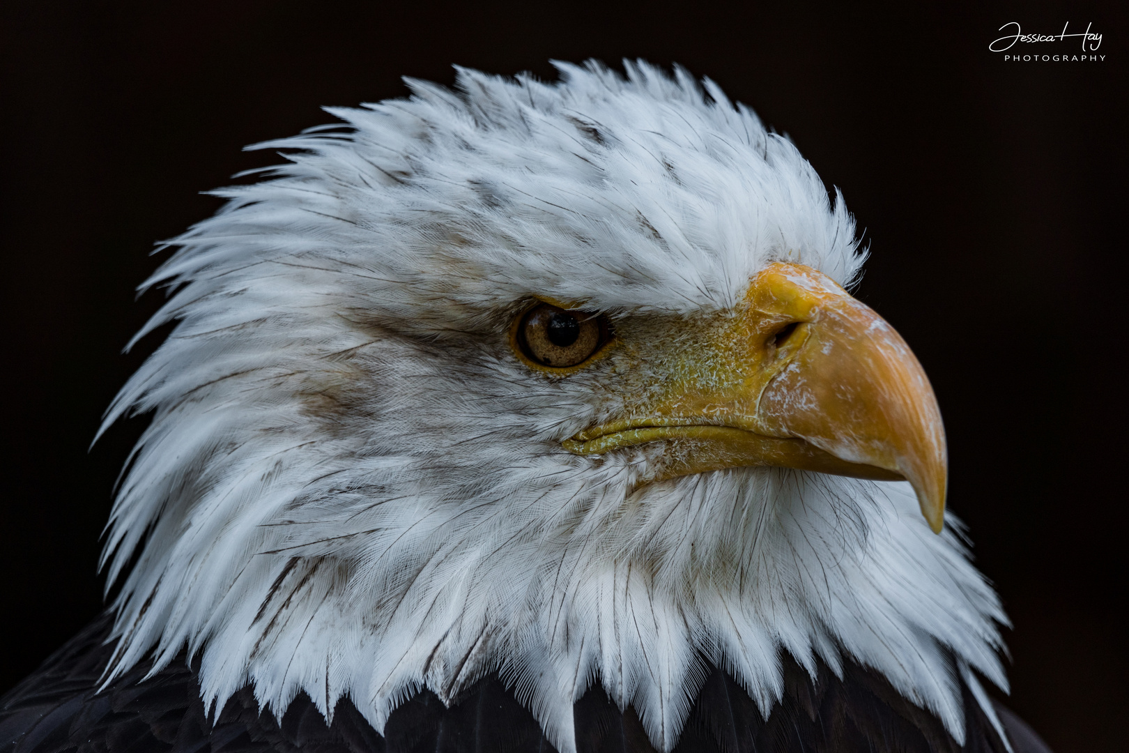 Weißkopfseeadler Portrait