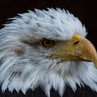 Weißkopfseeadler Portrait