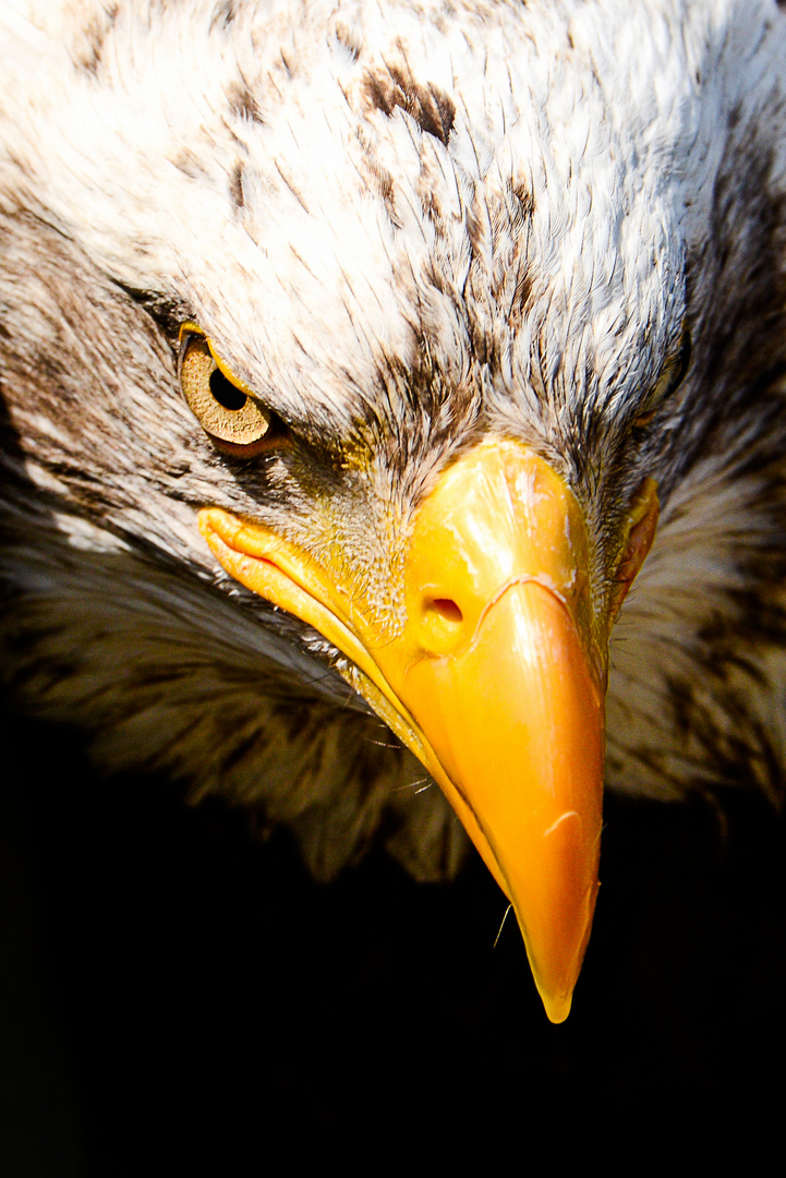 Weißkopfseeadler - Portrait