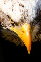 Weißkopfseeadler - Portrait