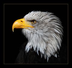 Weißkopfseeadler Portrait