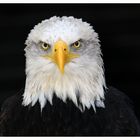 Weißkopfseeadler Portrait 2