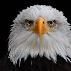 Weißkopfseeadler Portrait 2