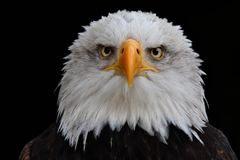 Weißkopfseeadler Portrait 2