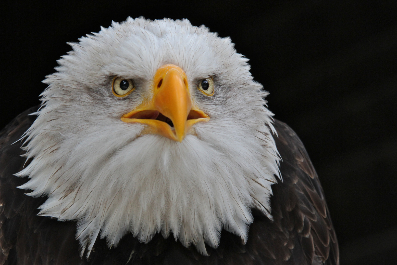 Weißkopfseeadler Portrait 3