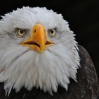 Weißkopfseeadler Portrait 3