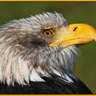 Weißkopfseeadler Portrait 3