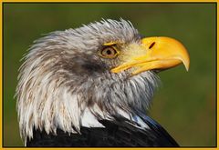 Weißkopfseeadler Portrait 3