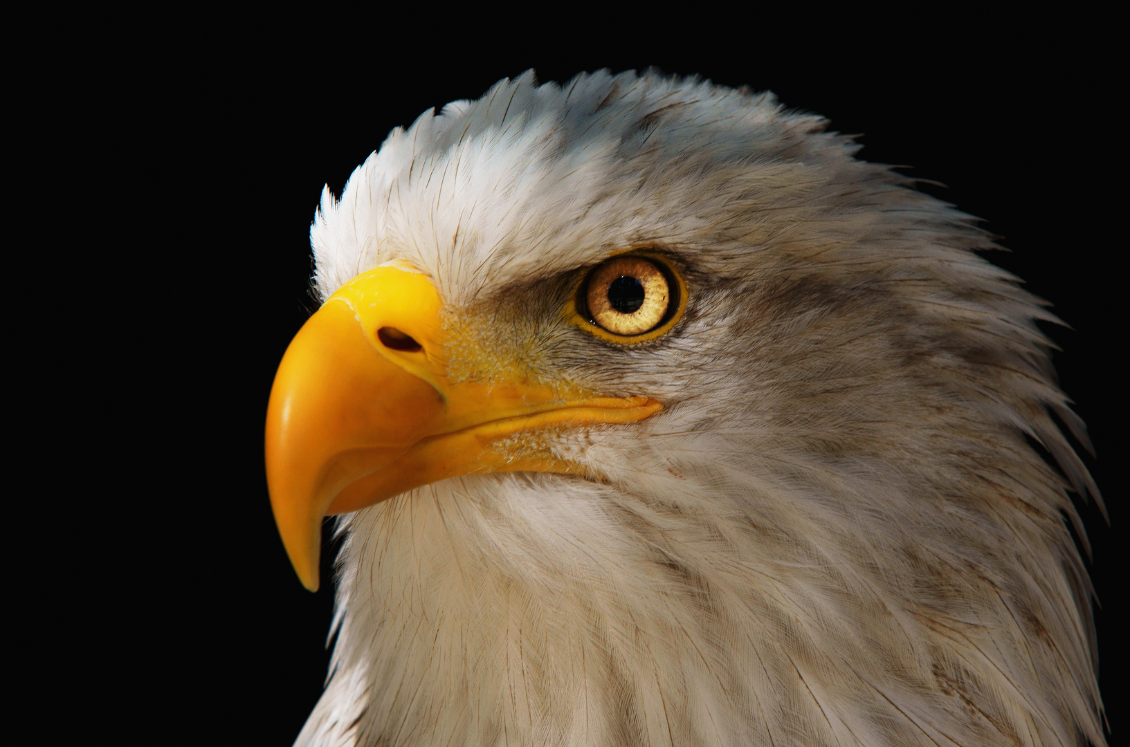 Weißkopfseeadler- Portrait