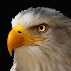 Weißkopfseeadler- Portrait