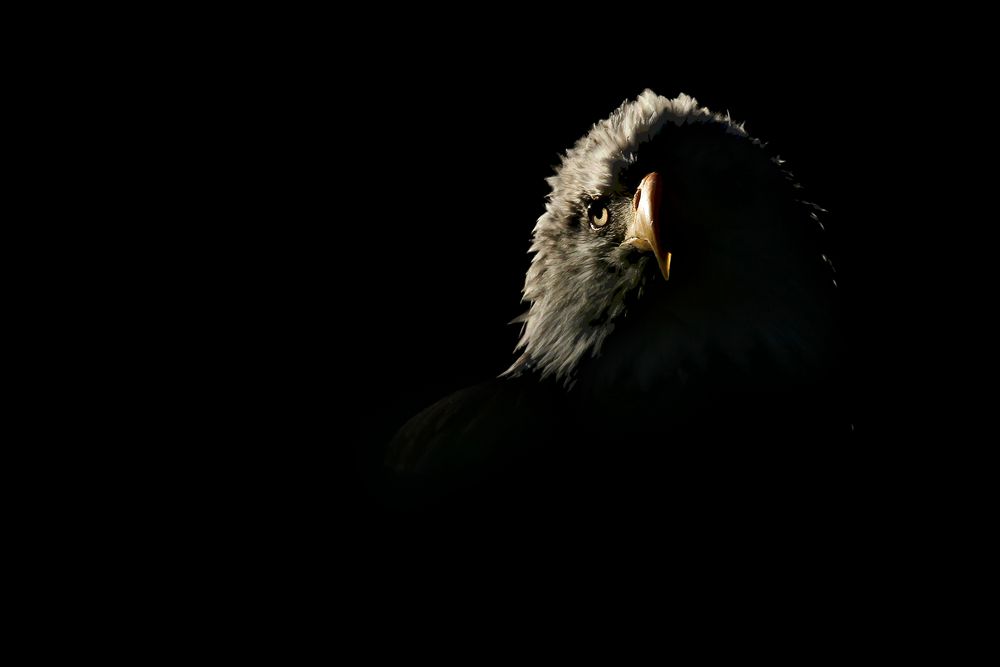 Weißkopfseeadler-Portrait