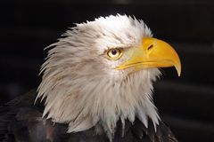 Weisskopfseeadler Portrait