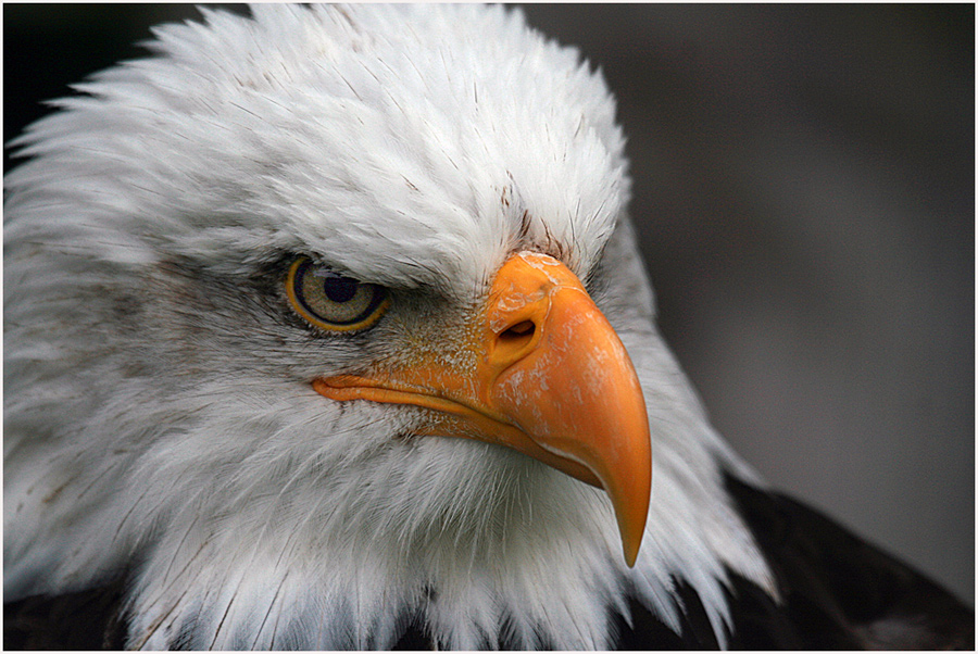 Weisskopfseeadler-Portrait