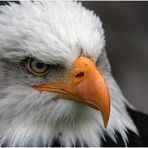 Weisskopfseeadler-Portrait