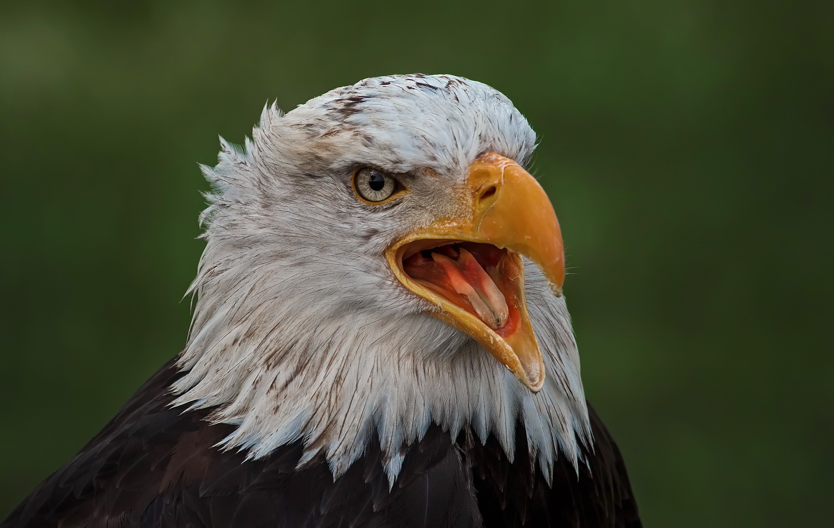 Weißkopfseeadler-Portrait 