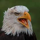 Weißkopfseeadler-Portrait 