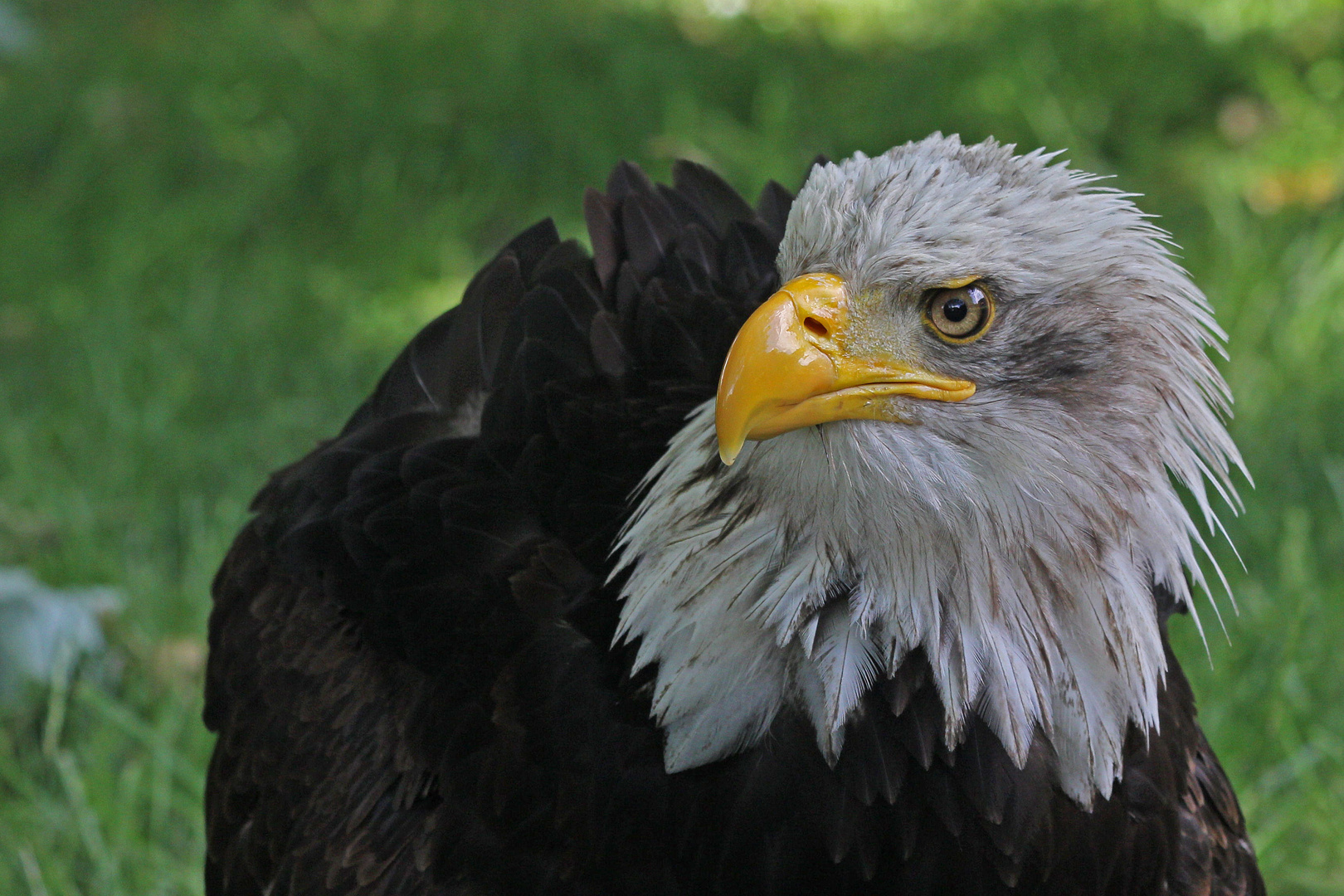 Weißkopfseeadler - Portrait