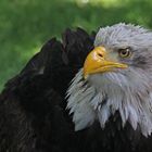 Weißkopfseeadler - Portrait