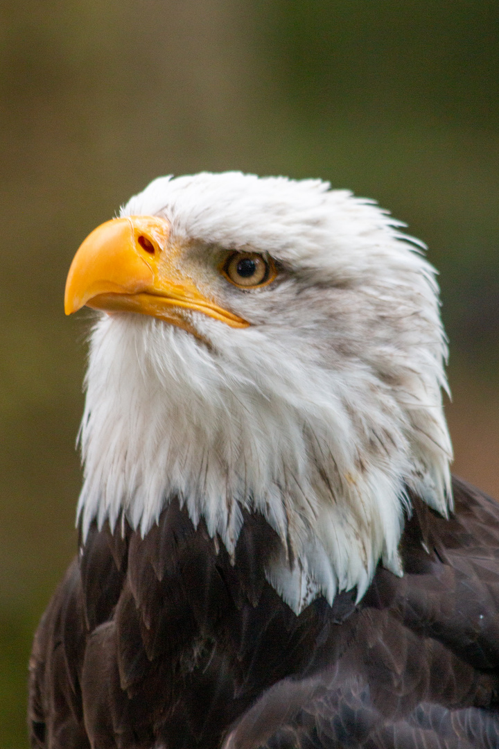 Weißkopfseeadler Portrait