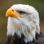 Weißkopfseeadler Portrait