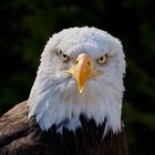 Weißkopfseeadler Portrait 