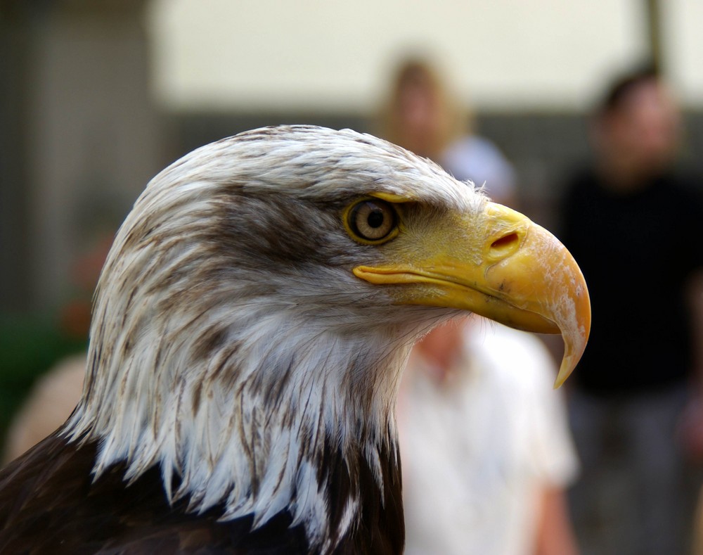 Weißkopfseeadler - Portrait