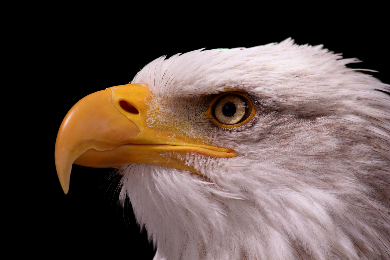 Weisskopfseeadler Portrait