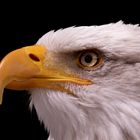 Weisskopfseeadler Portrait