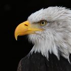 Weißkopfseeadler Portrait