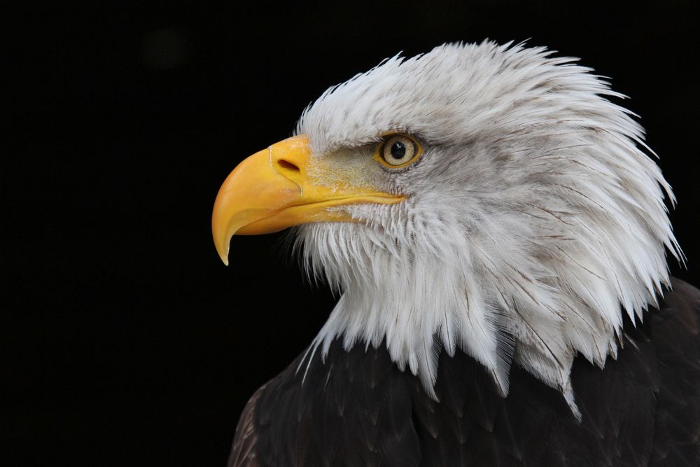 Weißkopfseeadler Portrait