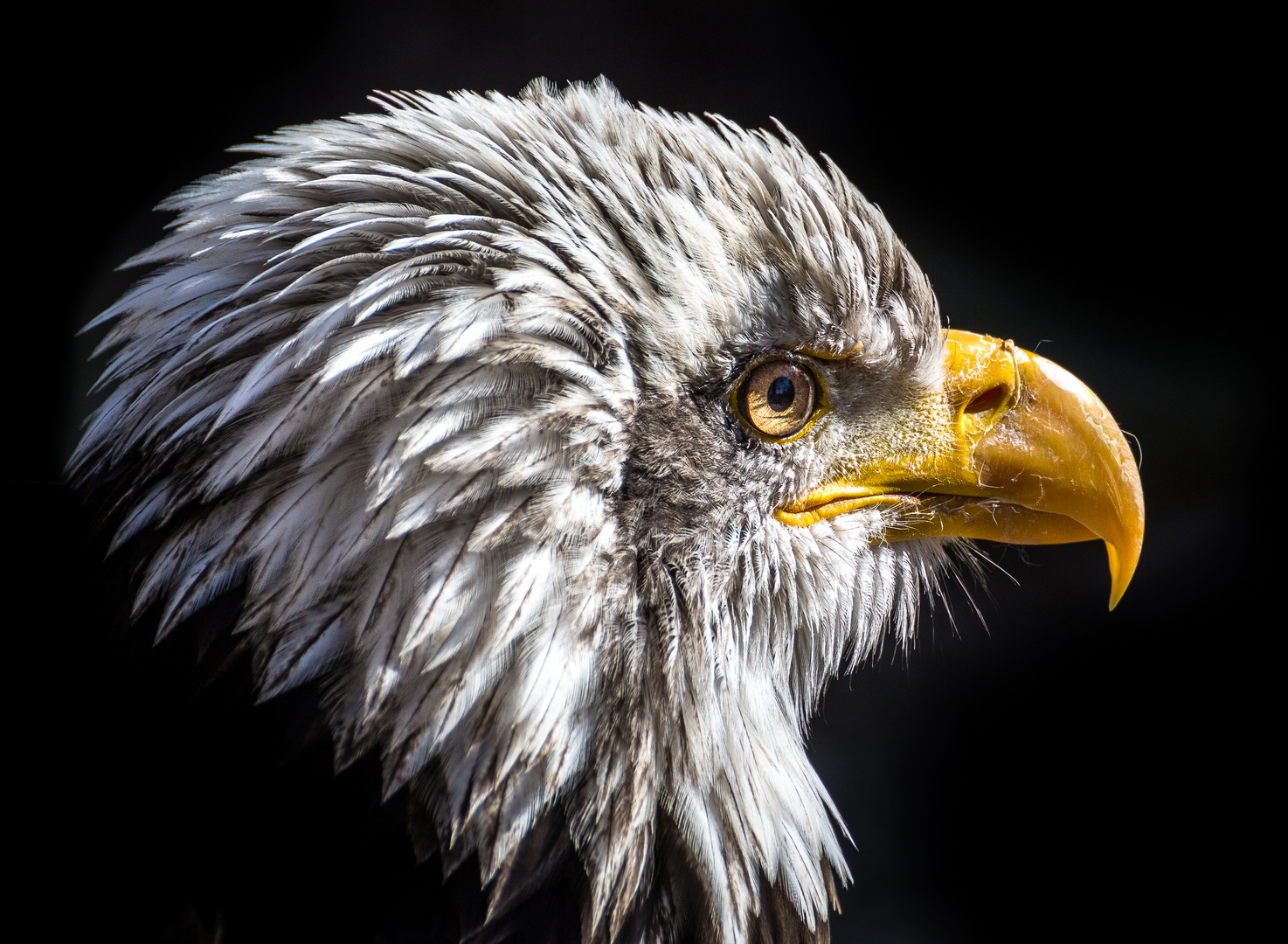 Weißkopfseeadler Portrait