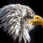 Weißkopfseeadler Portrait