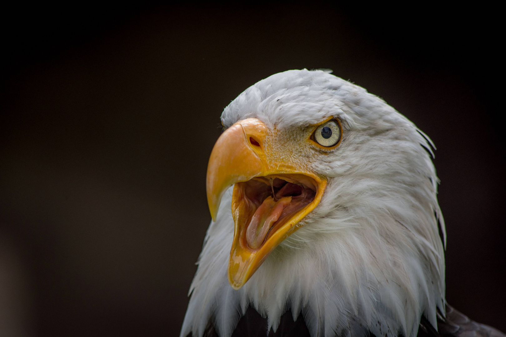 Weisskopfseeadler Portrait