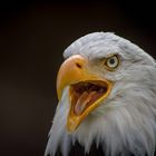 Weisskopfseeadler Portrait