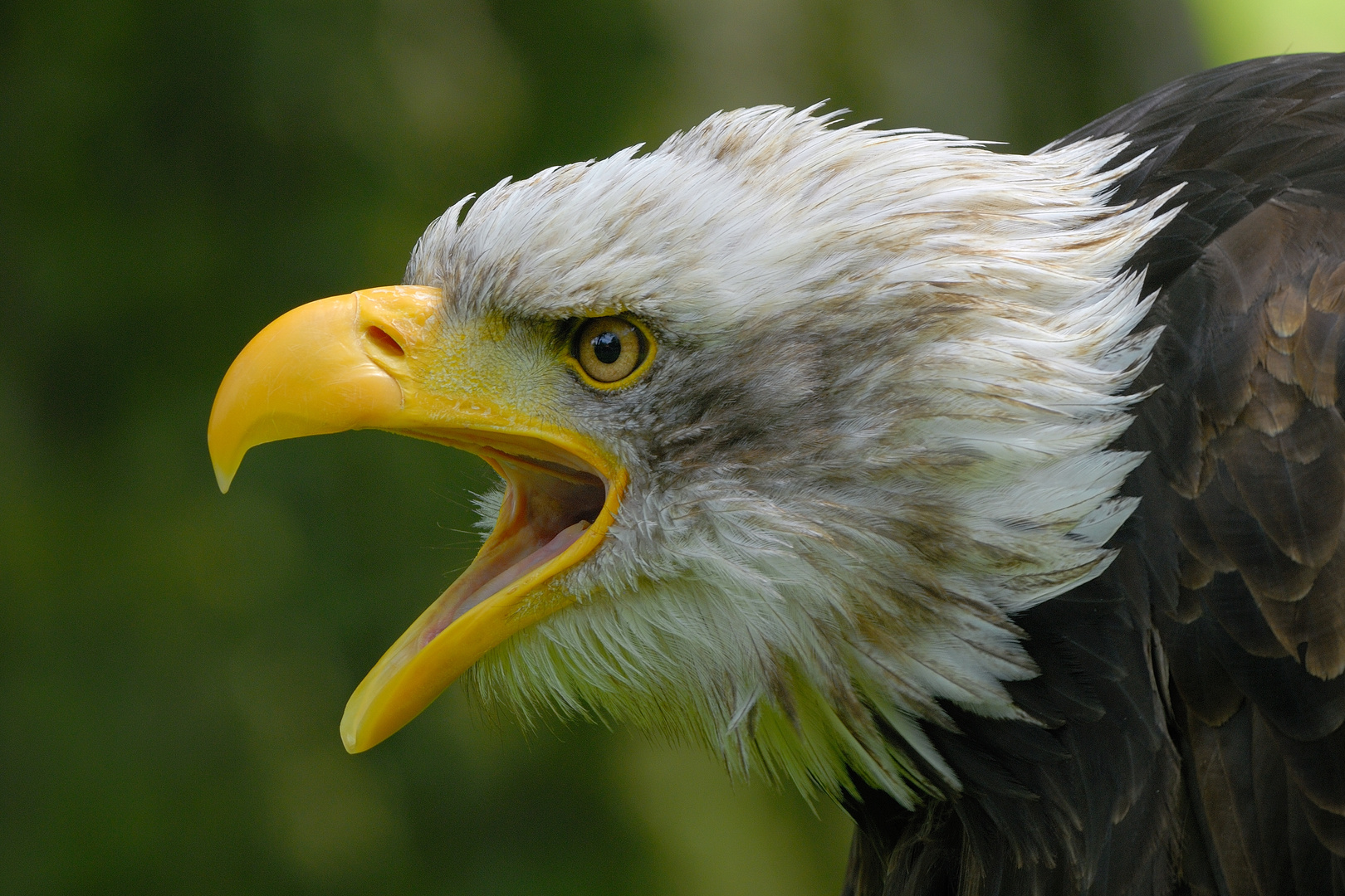 Weißkopfseeadler Portrait