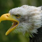 Weißkopfseeadler Portrait