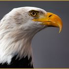 Weißkopfseeadler-Portrait