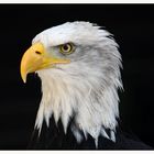 Weißkopfseeadler Portrait