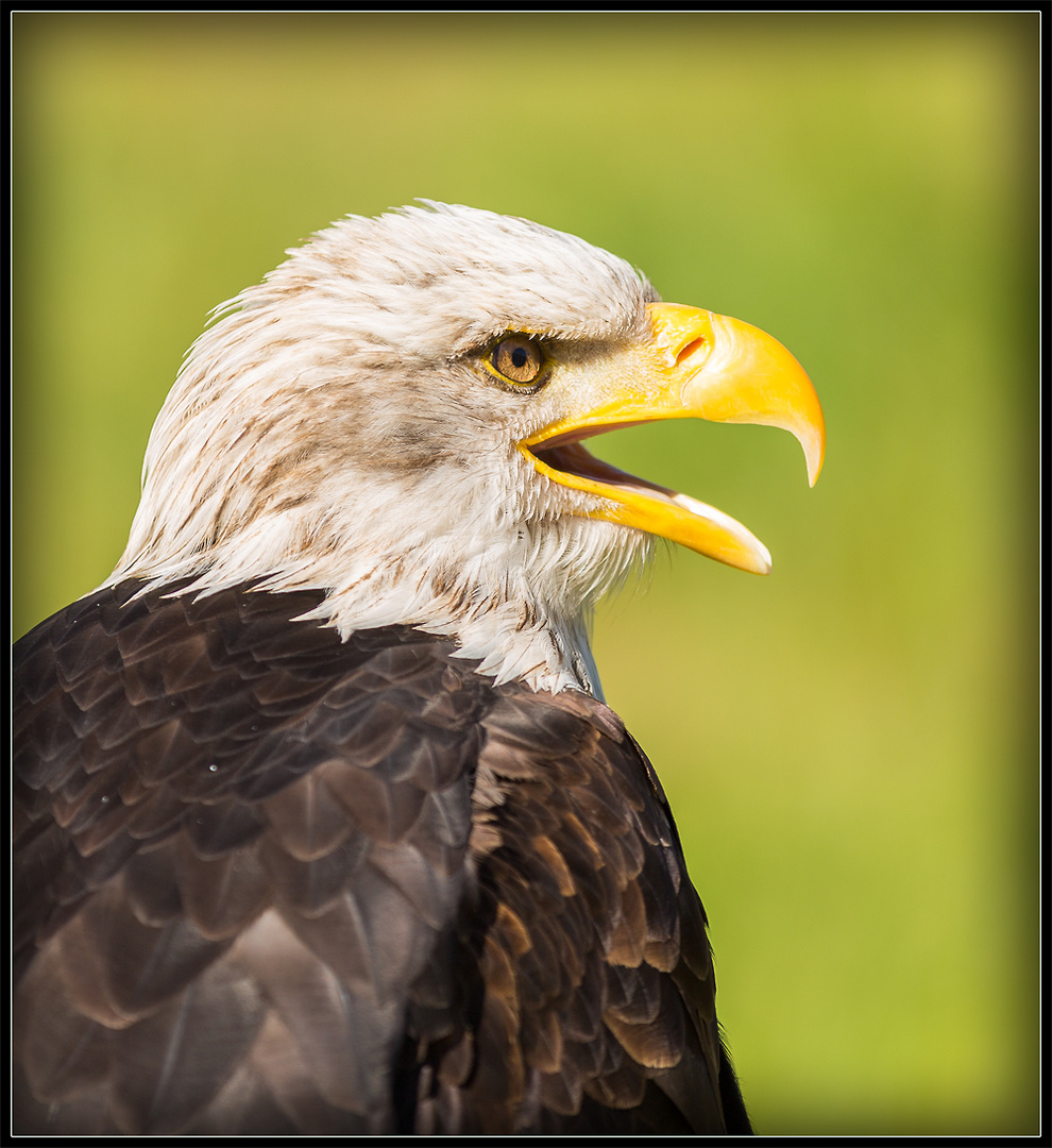 Weisskopfseeadler - Portrait